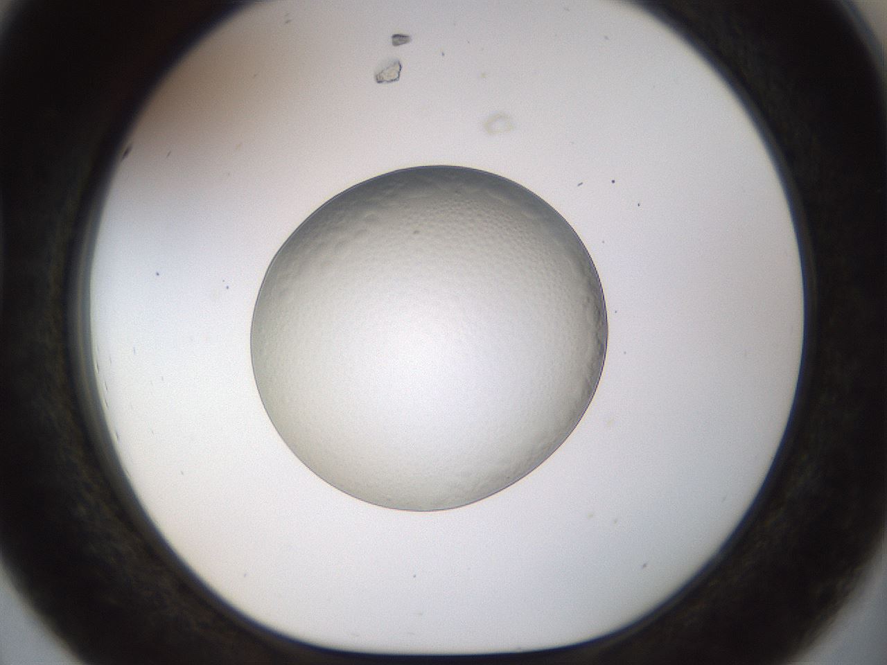 folderID448_plateID1448_batchID5525_wellNum44_profileID1_d1_r91751_ef.jpg
