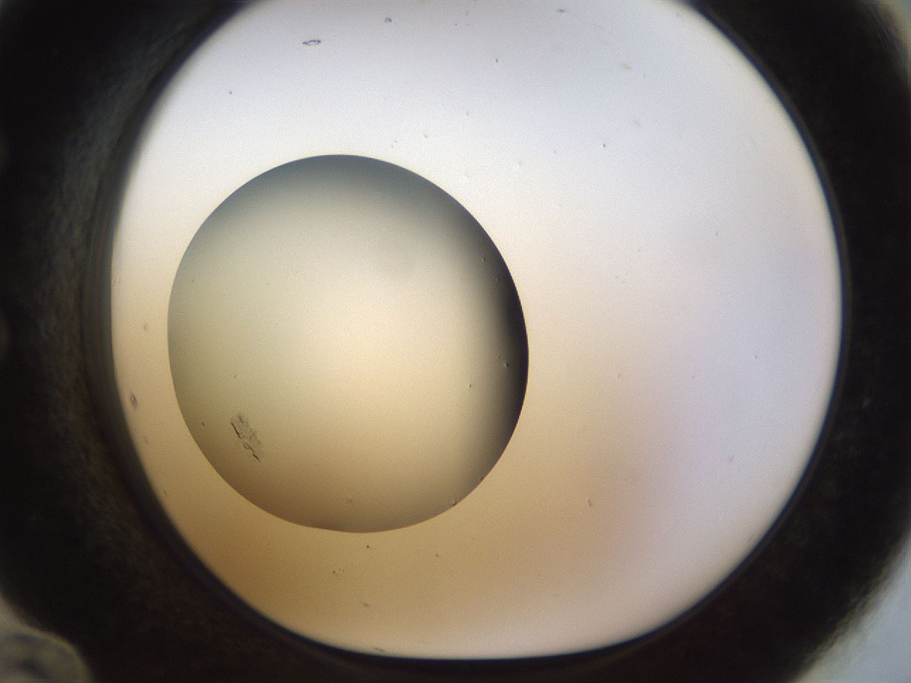 folderID448_plateID1448_batchID5525_wellNum60_profileID1_d1_r91767_ef.jpg