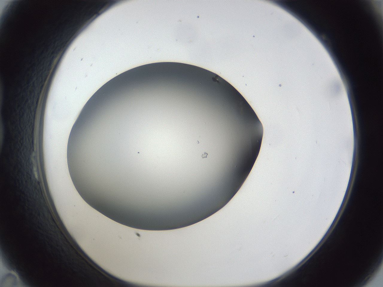 folderID44_plateID1044_batchID2102_wellNum23_profileID1_d1_r46580_ef.jpg