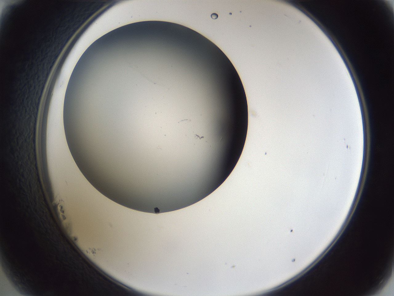 folderID44_plateID1044_batchID2102_wellNum23_profileID1_d2_r46581_ef.jpg