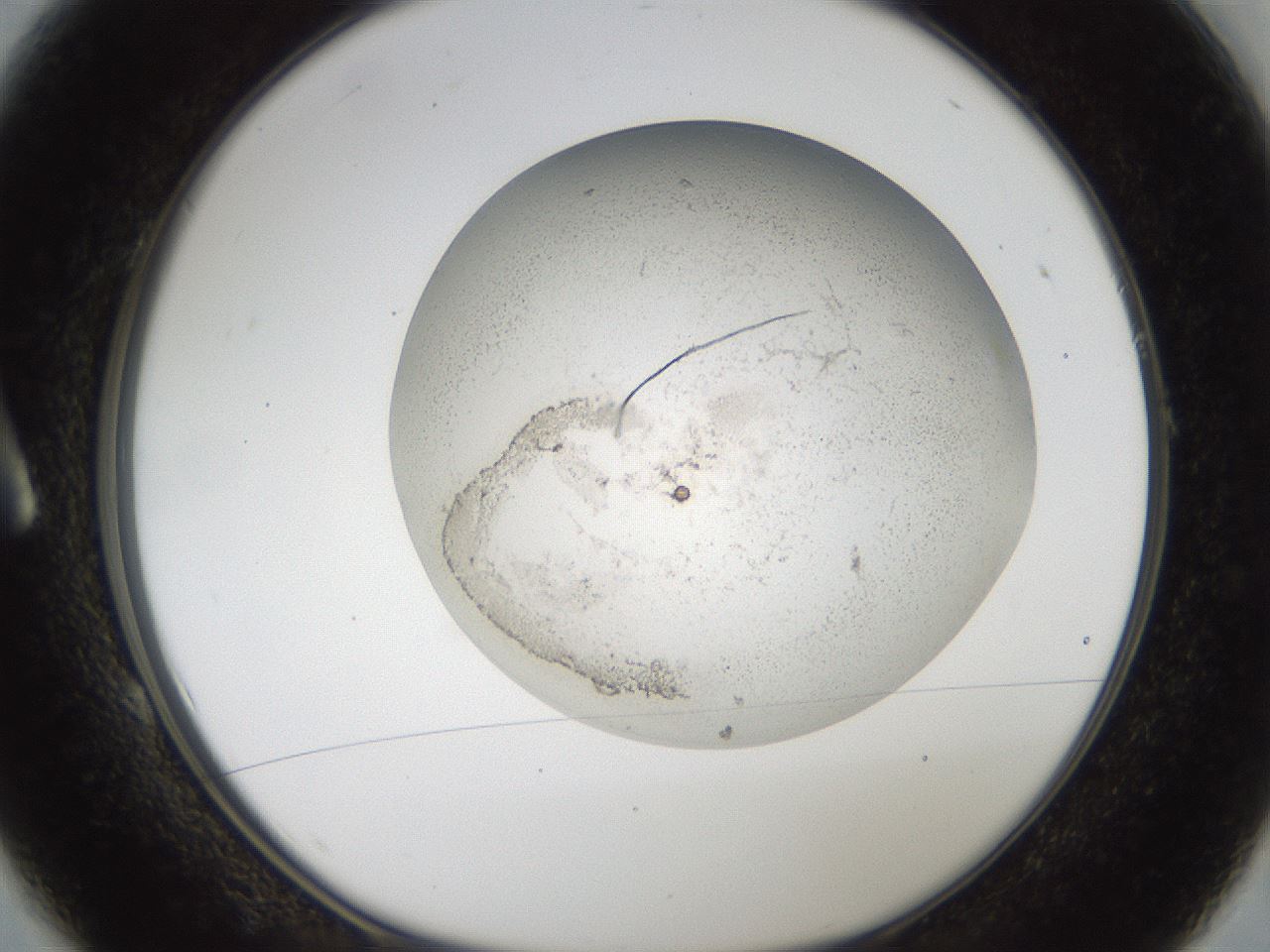 folderID44_plateID2044_batchID8995_wellNum1_profileID1_d1_r137655_ef.jpg