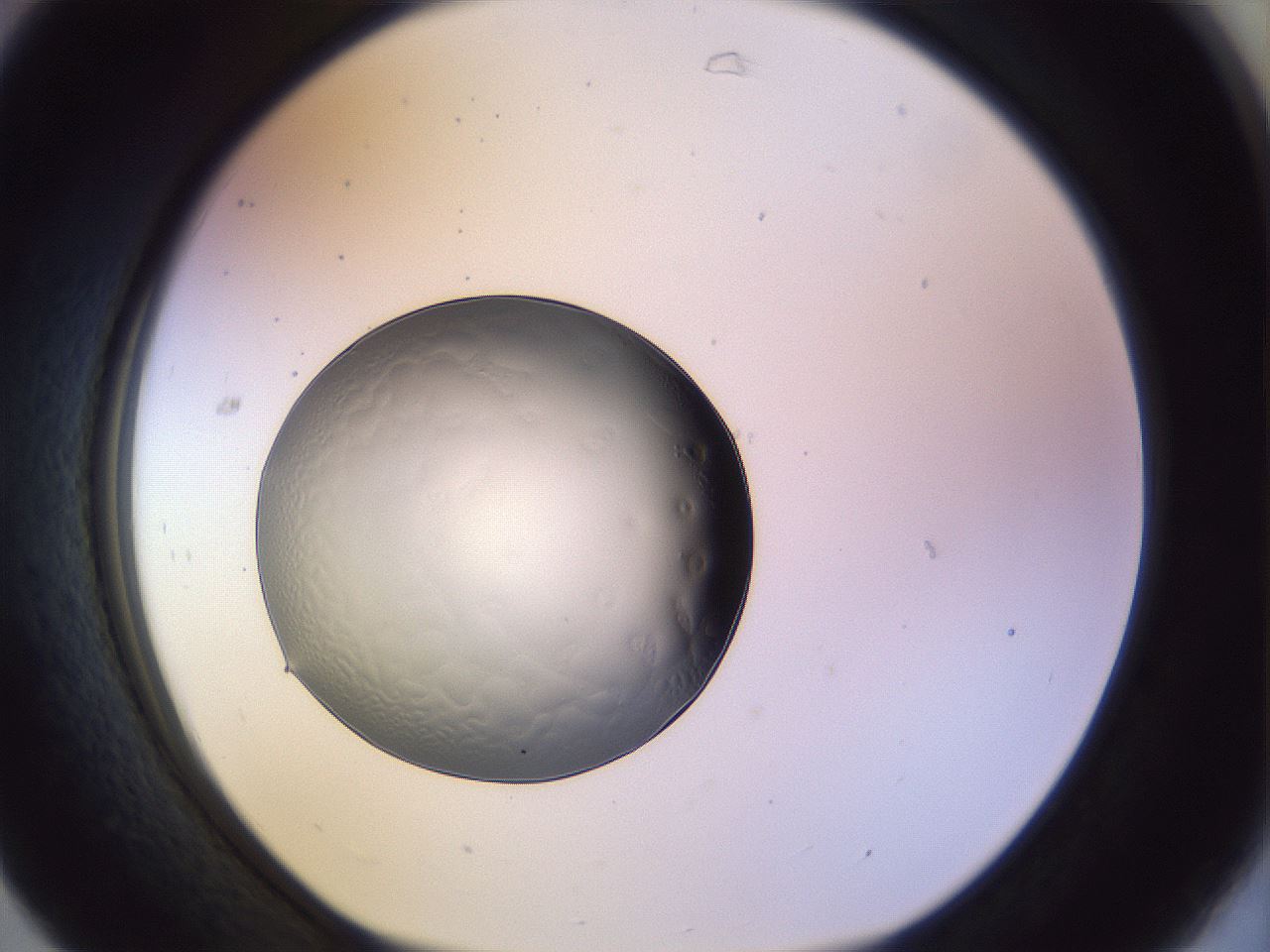 folderID452_plateID1452_batchID5530_wellNum31_profileID1_d1_r92218_ef.jpg