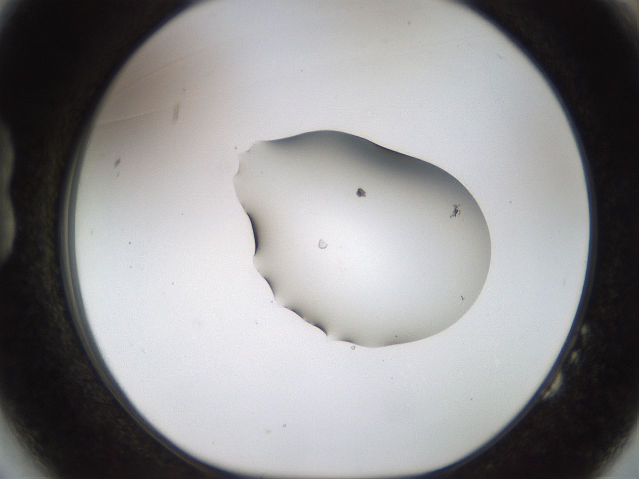 folderID454_plateID1454_batchID5531_wellNum14_profileID1_d1_r92297_ef.jpg
