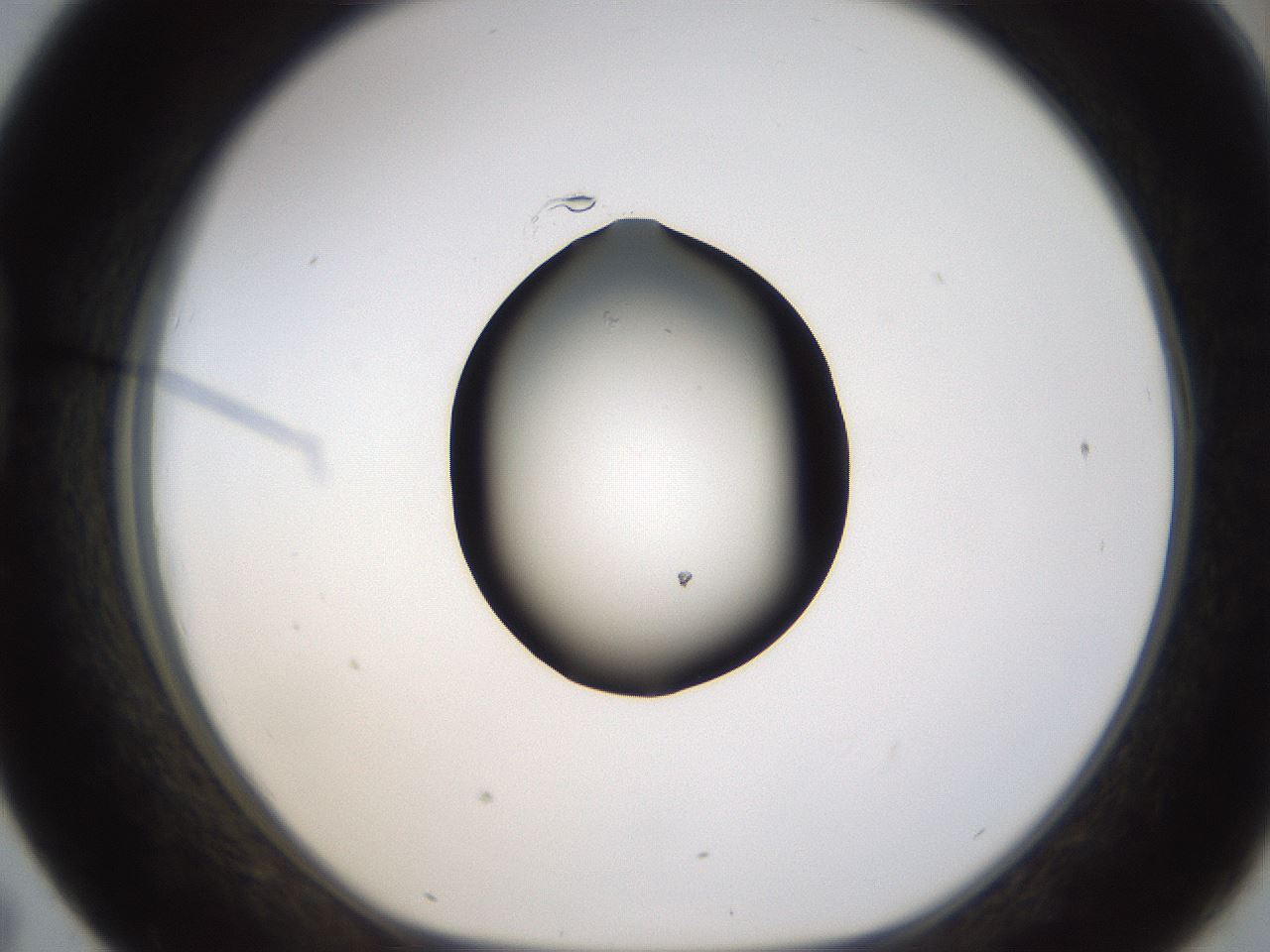 folderID459_plateID1459_batchID5589_wellNum43_profileID1_d1_r92441_ef.jpg
