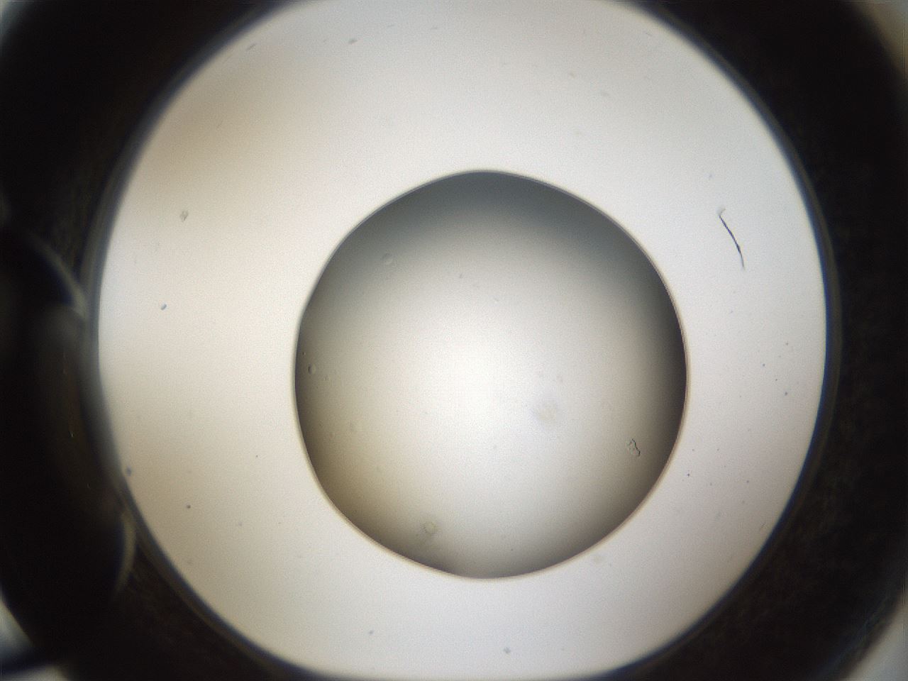 folderID45_plateID1045_batchID2122_wellNum78_profileID1_d1_r47093_ef.jpg