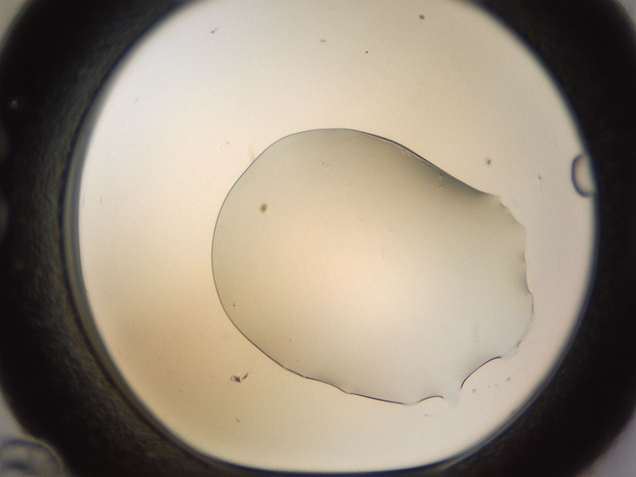 folderID461_plateID1461_batchID5591_wellNum36_profileID1_d1_r92576_ef.jpg