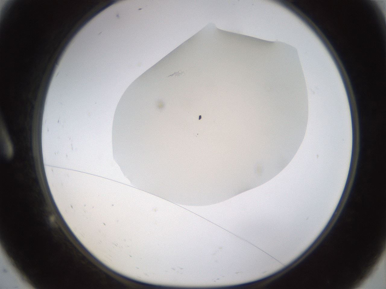 folderID461_plateID1461_batchID5591_wellNum9_profileID1_d1_r92549_ef.jpg