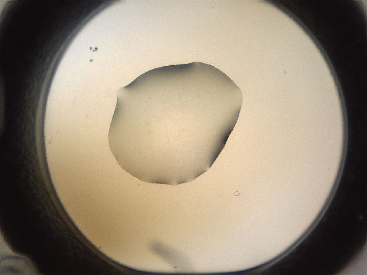 folderID462_plateID1462_batchID5592_wellNum48_profileID1_d1_r92684_ef.jpg