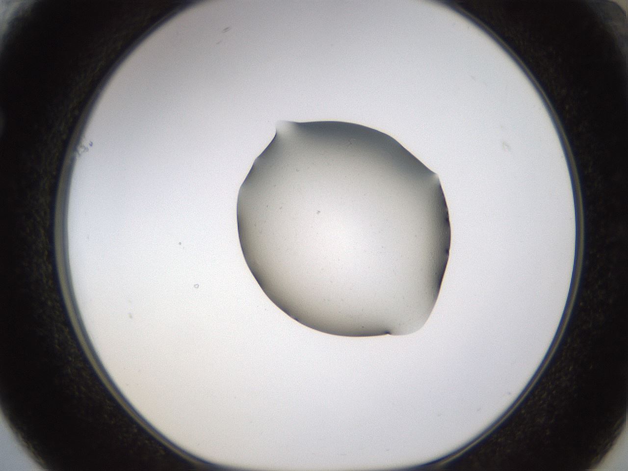 folderID462_plateID1462_batchID5592_wellNum61_profileID1_d1_r92697_ef.jpg