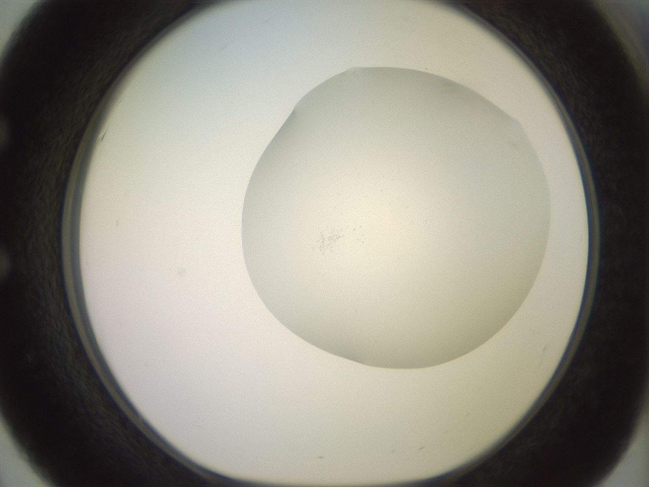 folderID463_plateID2463_batchID12054_wellNum51_profileID1_d1_r186766_ef.jpg