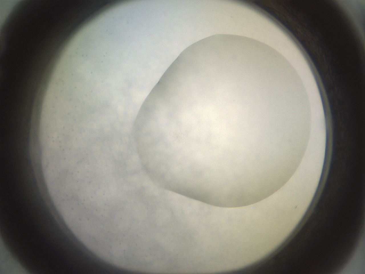 folderID463_plateID2463_batchID12054_wellNum52_profileID1_d1_r186767_ef.jpg