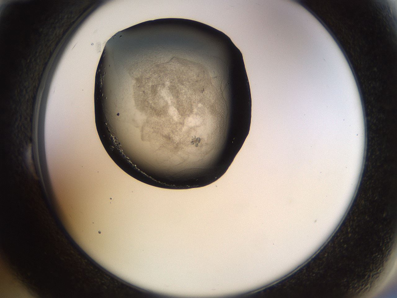 folderID464_plateID1464_batchID5604_wellNum24_profileID1_d2_r92780_ef.jpg