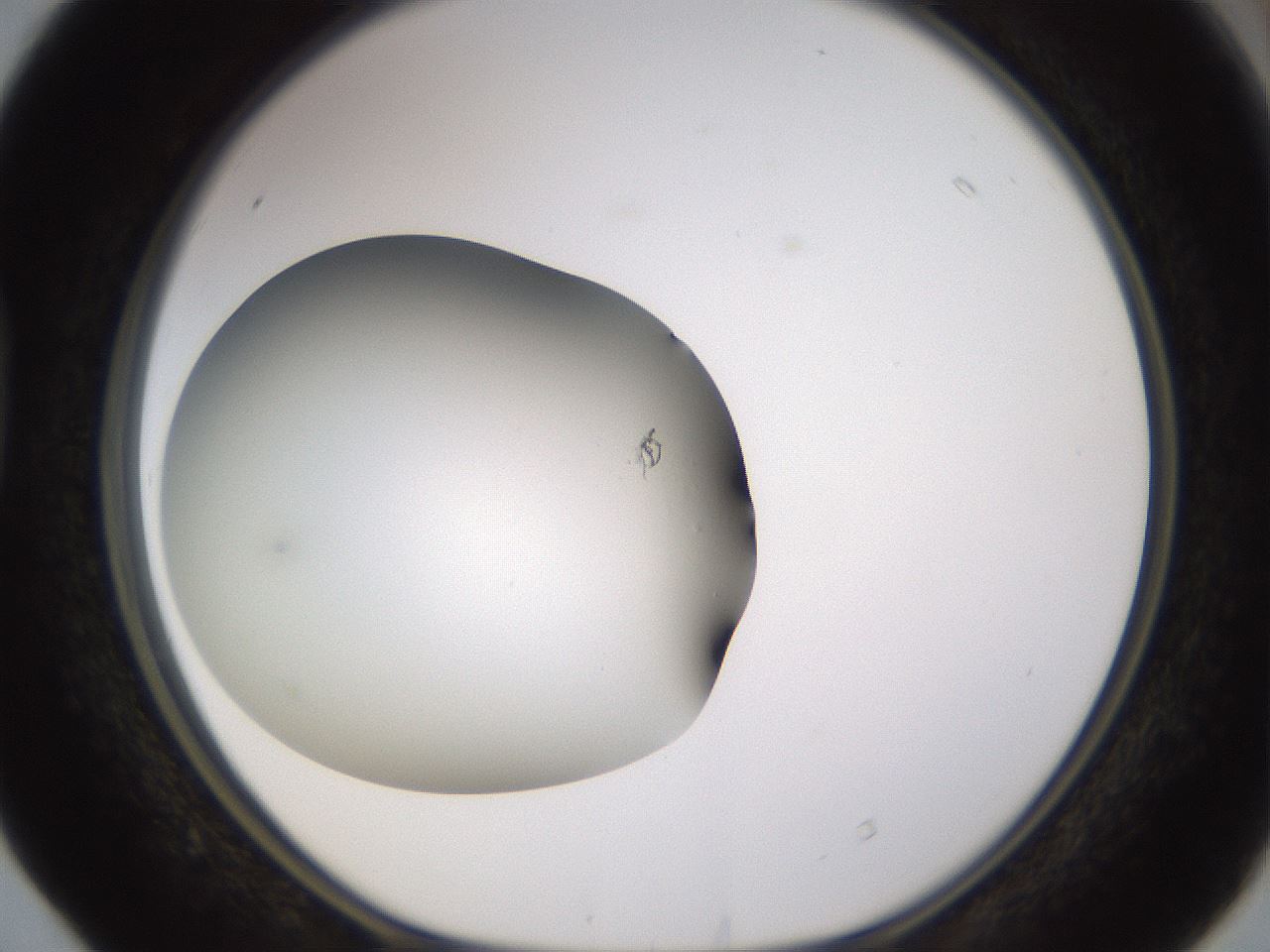 folderID469_plateID1469_batchID5687_wellNum40_profileID1_d1_r92963_ef.jpg