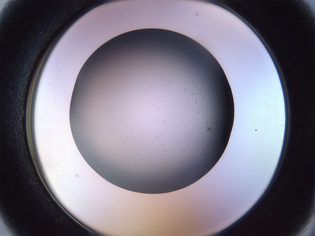 folderID470_plateID1470_batchID5595_wellNum13_profileID1_d2_r92990_ef.jpg