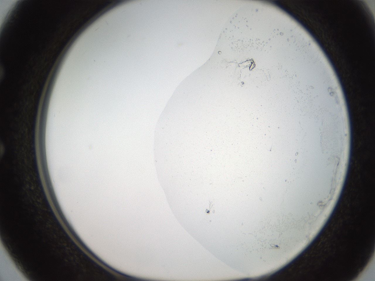 folderID474_plateID2474_batchID12042_wellNum50_profileID1_d1_r186033_ef.jpg