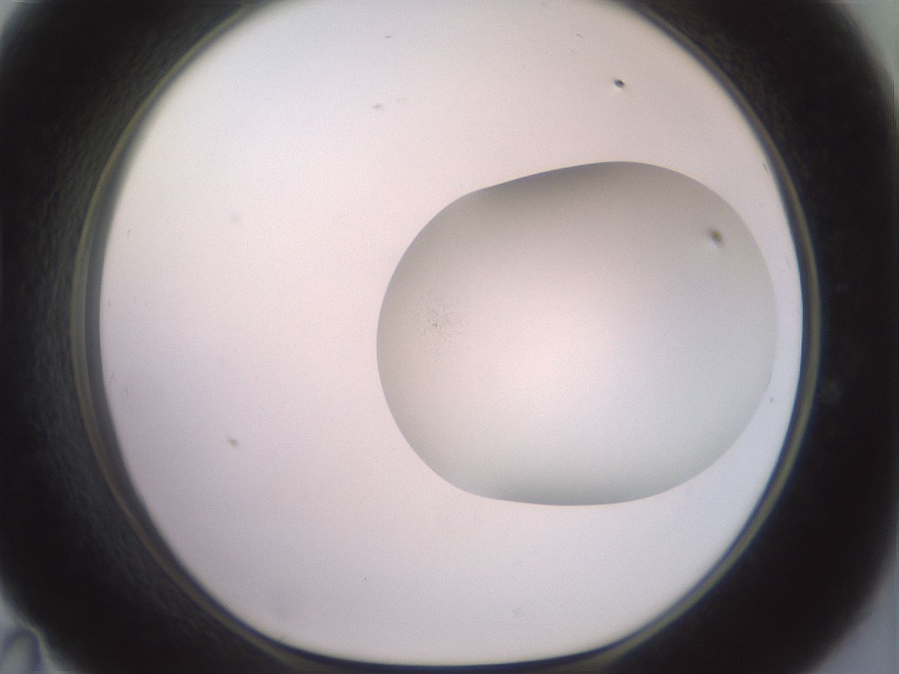 folderID477_plateID2477_batchID12037_wellNum47_profileID1_d1_r185646_ef.jpg