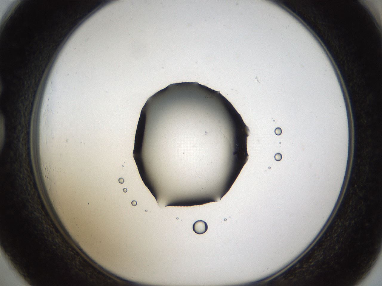 folderID47_plateID1047_batchID2123_wellNum73_profileID1_d1_r47184_ef.jpg