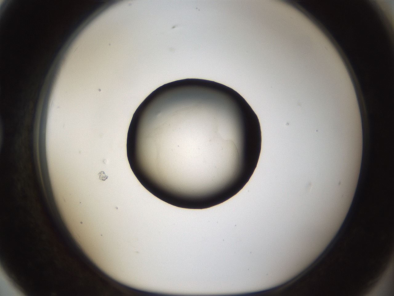 folderID47_plateID1047_batchID2123_wellNum79_profileID1_d1_r47190_ef.jpg