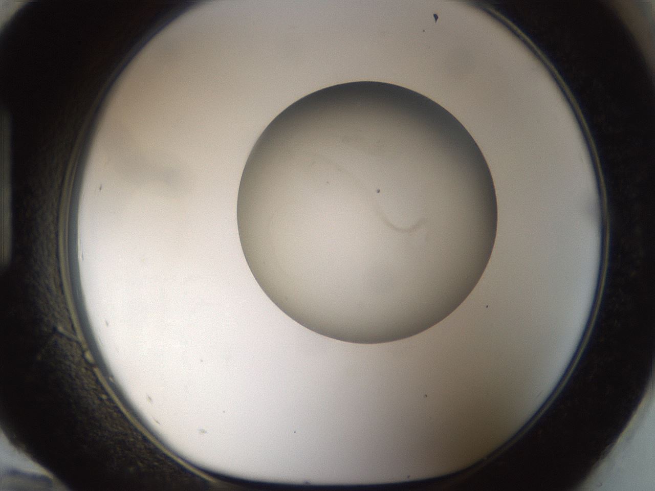 folderID47_plateID1047_batchID2123_wellNum96_profileID1_d1_r47207_ef.jpg