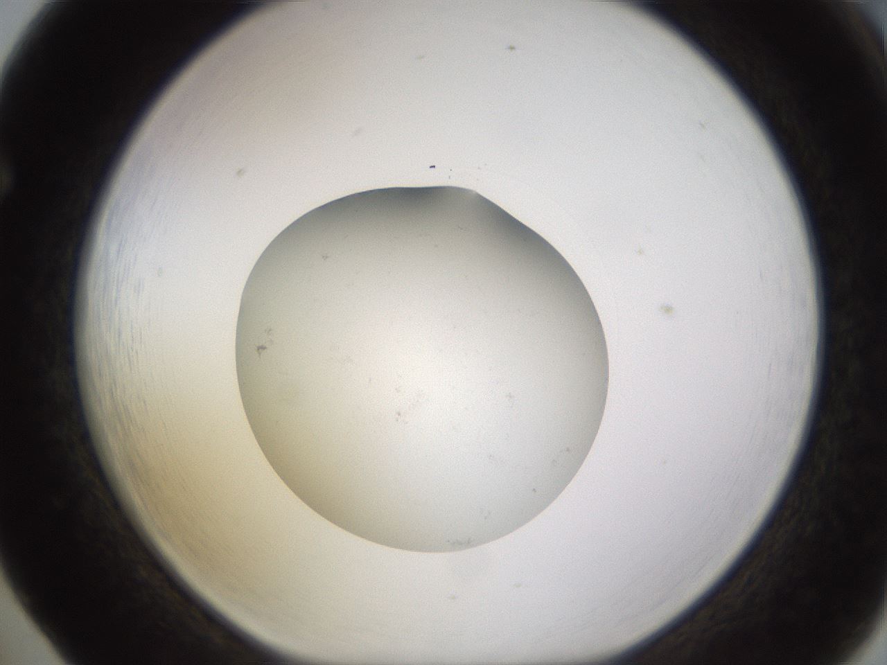 folderID480_plateID1480_batchID5744_wellNum65_profileID1_d1_r93720_ef.jpg