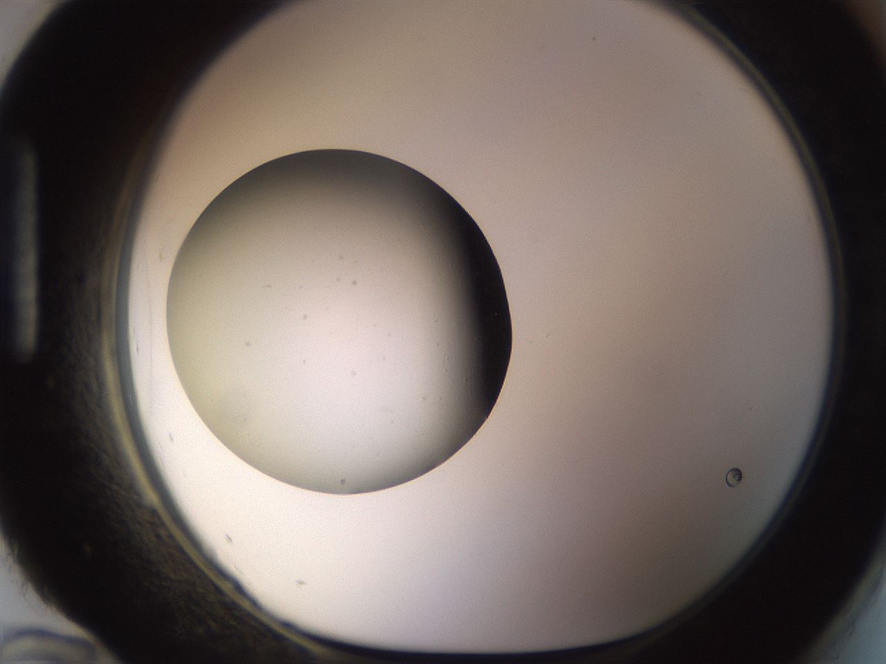folderID480_plateID1480_batchID5744_wellNum96_profileID1_d1_r93751_ef.jpg