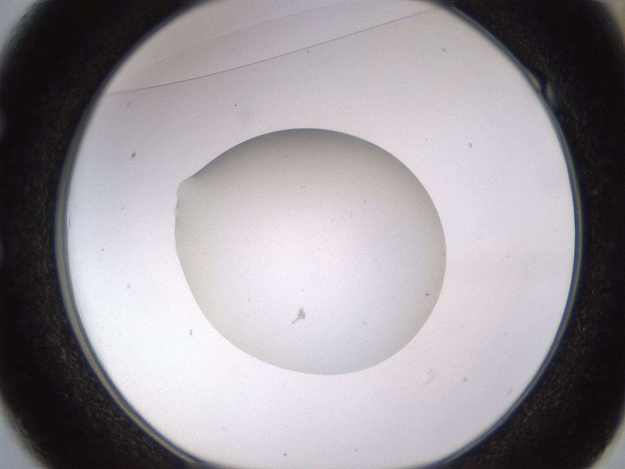 folderID485_plateID1485_batchID5749_wellNum49_profileID1_d1_r94184_ef.jpg
