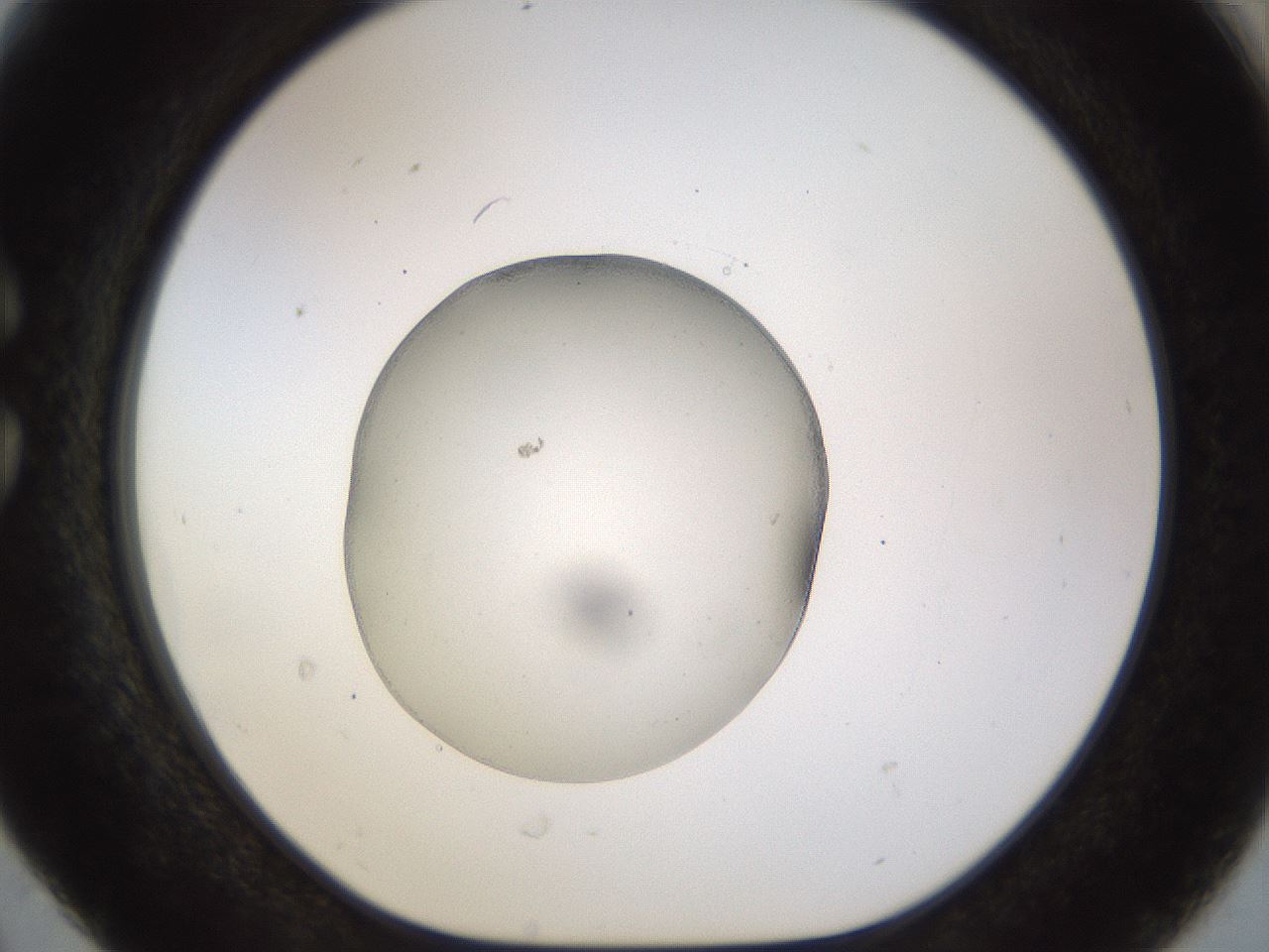 folderID491_plateID1491_batchID5858_wellNum30_profileID1_d1_r94645_ef.jpg