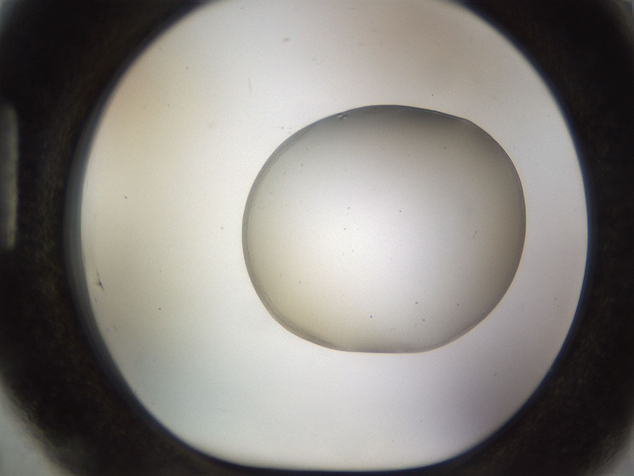 folderID491_plateID1491_batchID5858_wellNum89_profileID1_d1_r94704_ef.jpg