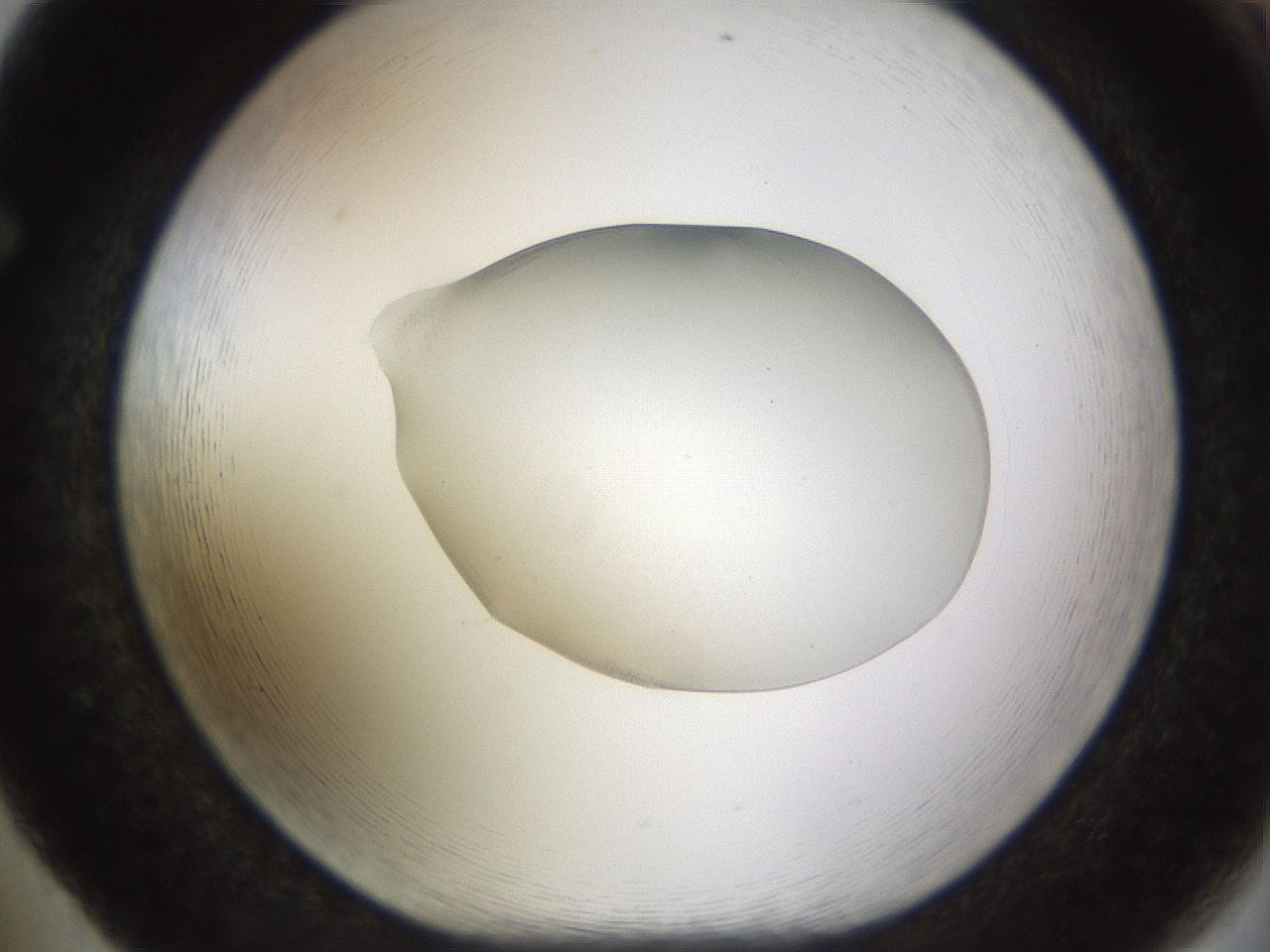 folderID491_plateID1491_batchID5858_wellNum65_profileID1_d1_r94680_ef.jpg