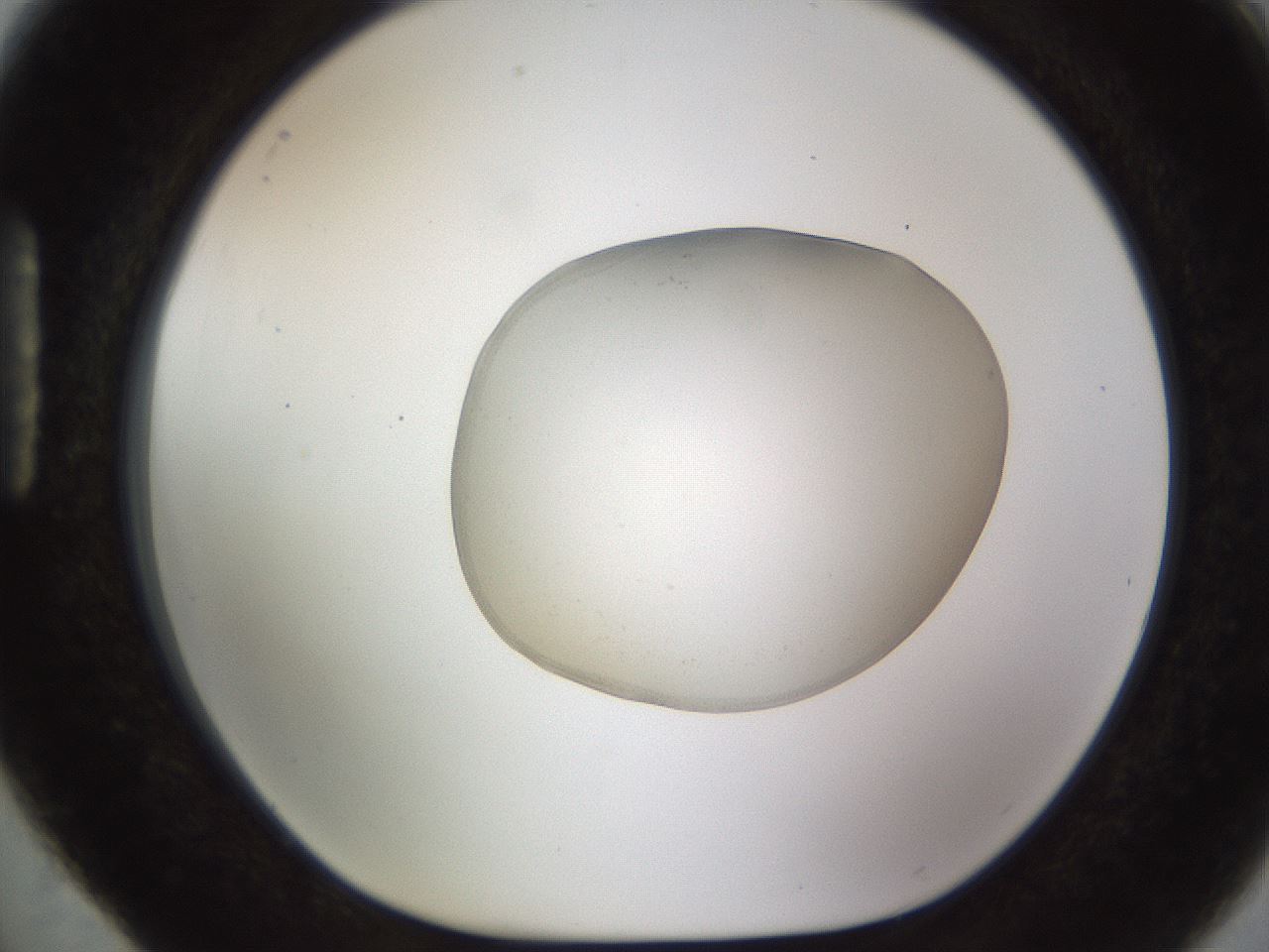 folderID491_plateID1491_batchID5858_wellNum88_profileID1_d1_r94703_ef.jpg