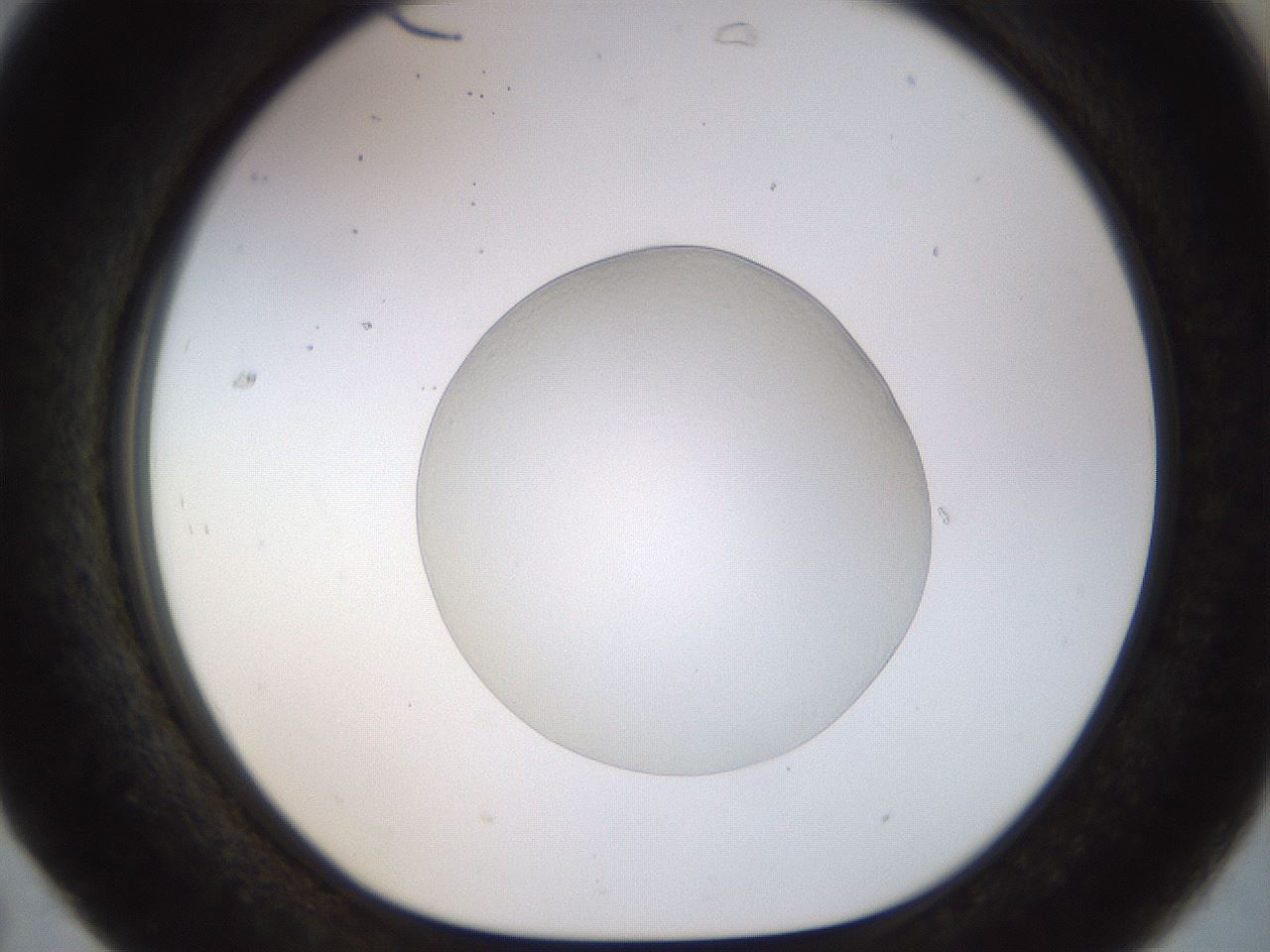 folderID492_plateID1492_batchID5857_wellNum31_profileID1_d1_r94550_ef.jpg
