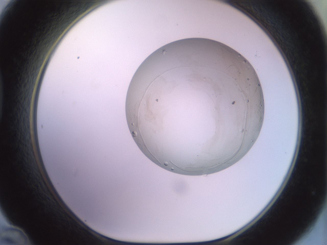 folderID492_plateID2492_batchID12062_wellNum48_profileID1_d1_r187147_ef.jpg