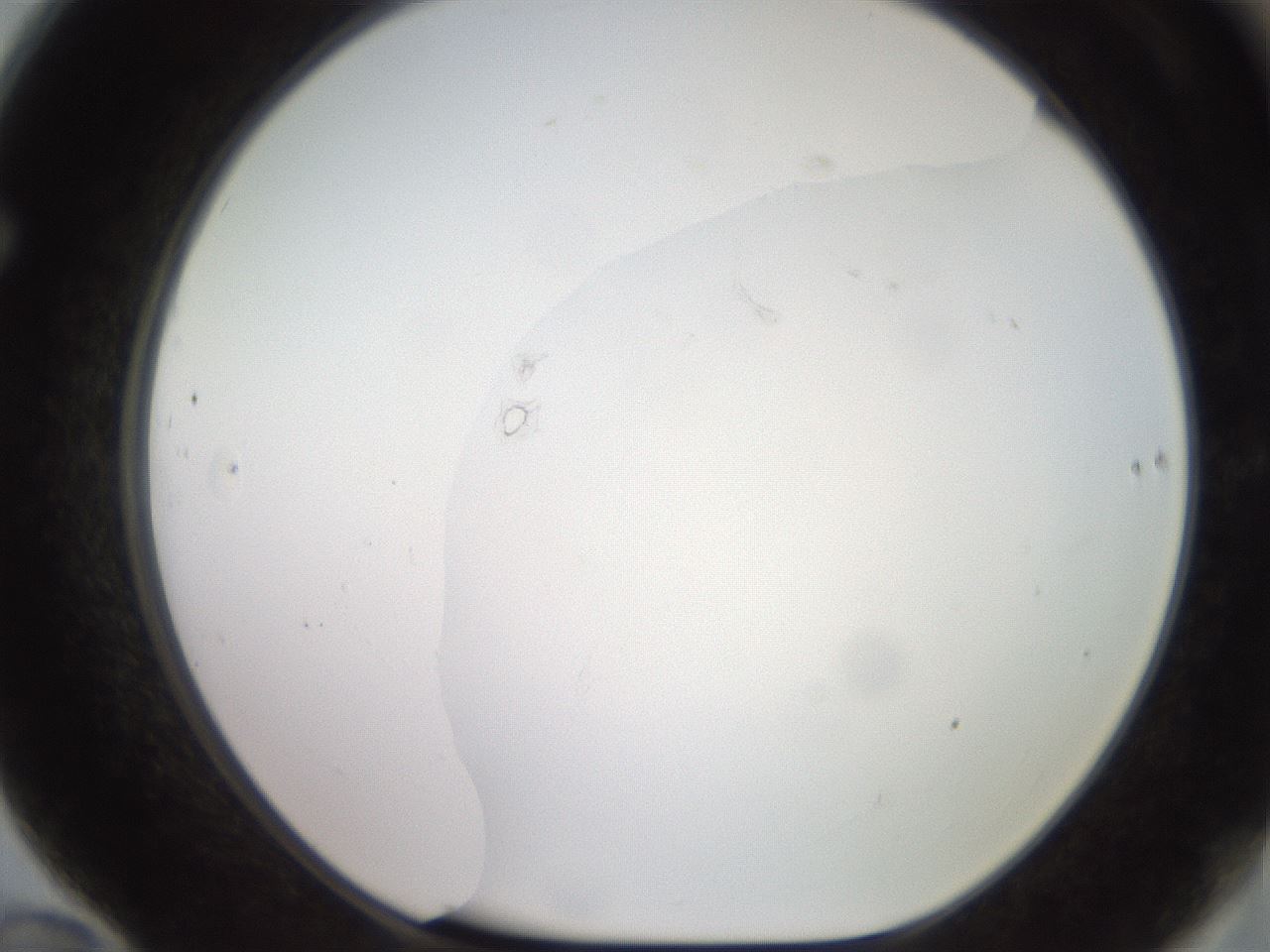 folderID499_plateID2499_batchID12078_wellNum70_profileID1_d1_r187937_ef.jpg