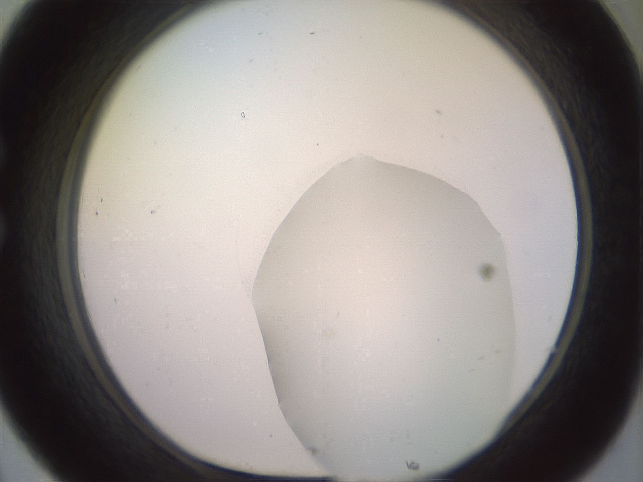 folderID500_plateID2500_batchID12080_wellNum32_profileID1_d1_r187995_ef.jpg