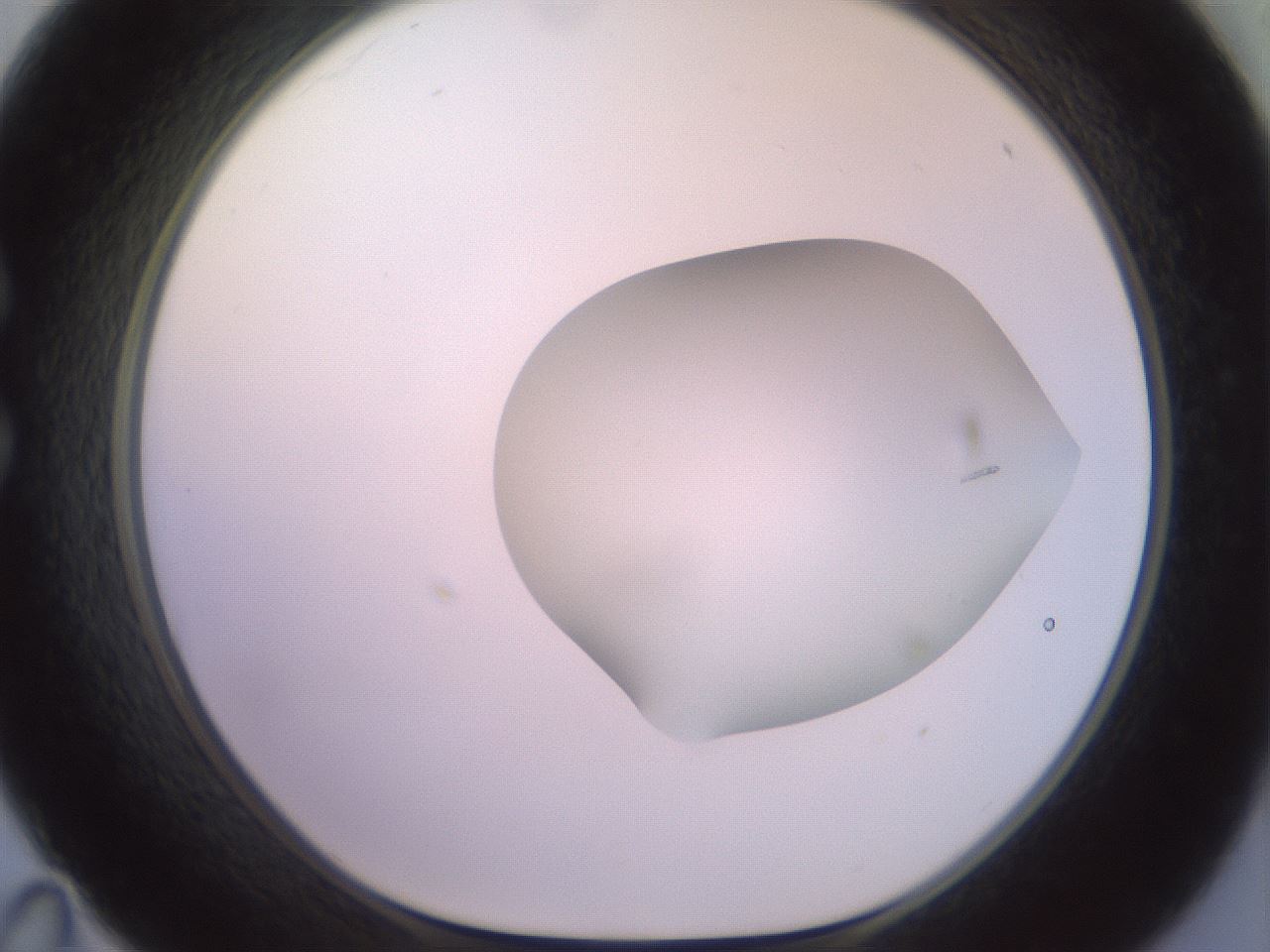 folderID500_plateID2500_batchID12080_wellNum35_profileID1_d1_r187998_ef.jpg