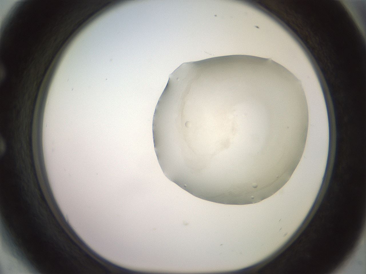 folderID500_plateID2500_batchID12080_wellNum54_profileID1_d1_r188017_ef.jpg