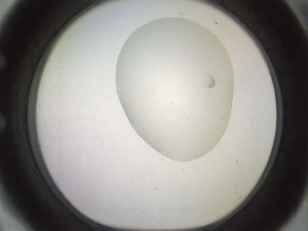 folderID502_plateID2502_batchID12084_wellNum54_profileID1_d1_r188305_ef.jpg