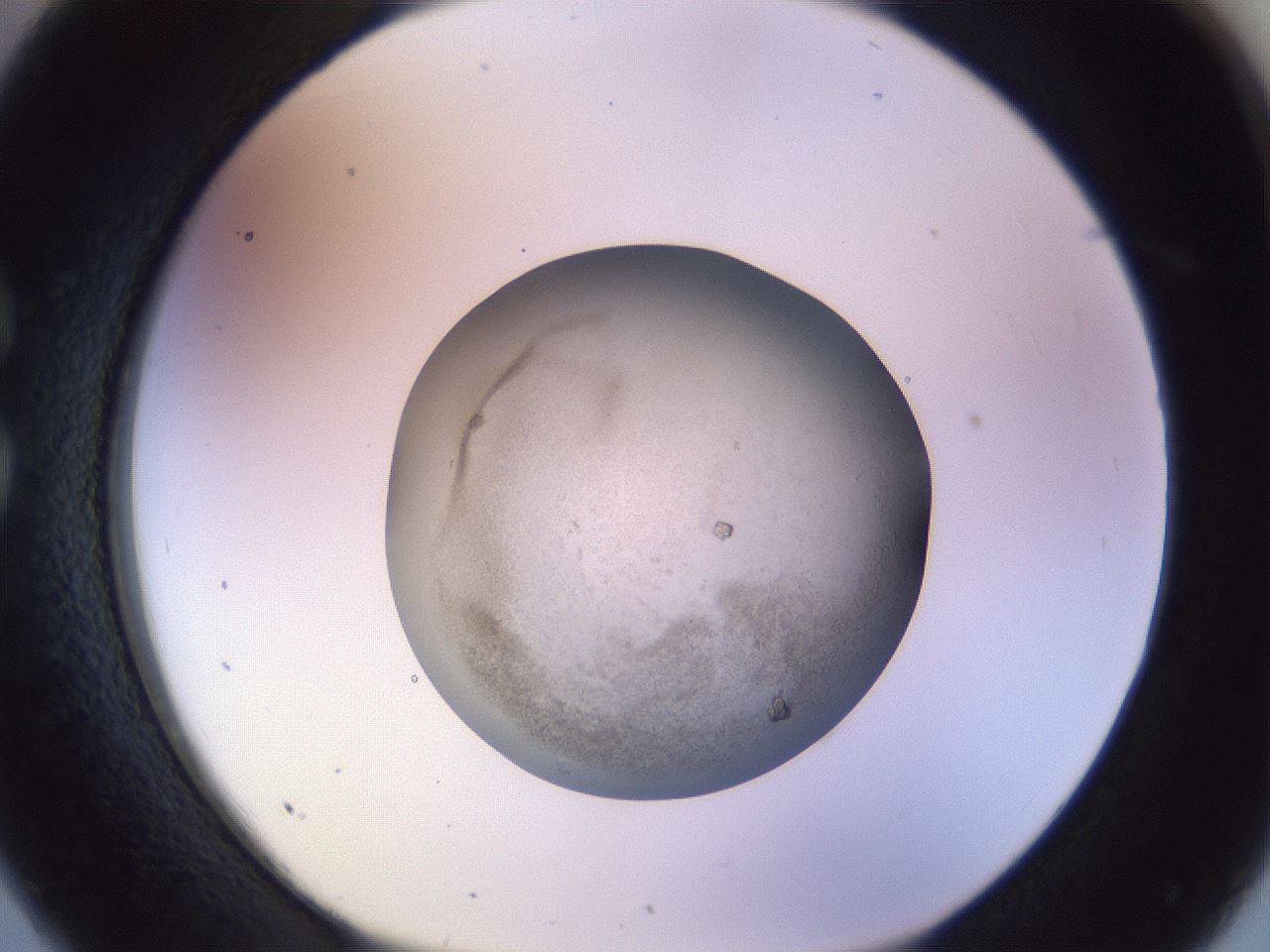 folderID503_plateID1503_batchID5867_wellNum26_profileID1_d1_r95466_ef.jpg