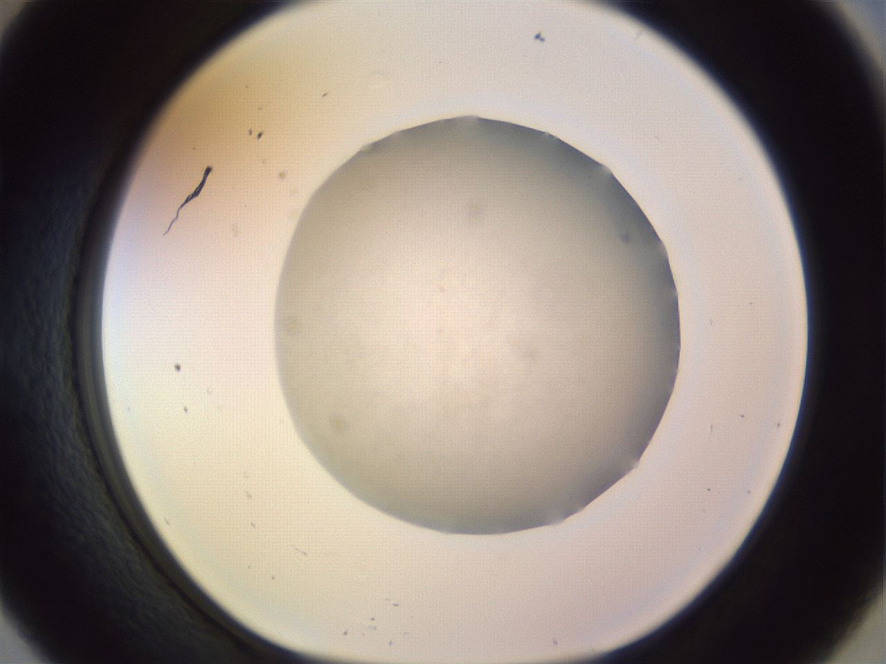 folderID504_plateID1504_batchID5871_wellNum57_profileID1_d1_r95593_ef.jpg