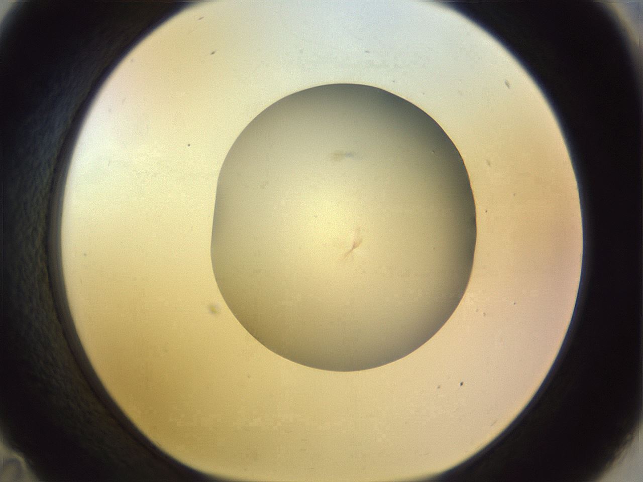 folderID504_plateID1504_batchID5906_wellNum35_profileID1_d1_r95571_ef.jpg