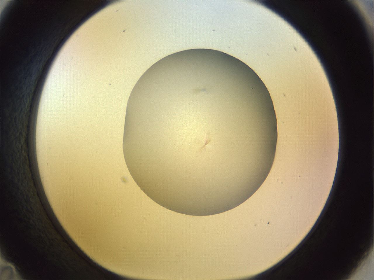 folderID504_plateID1504_batchID5939_wellNum35_profileID1_d1_r95571_ef.jpg