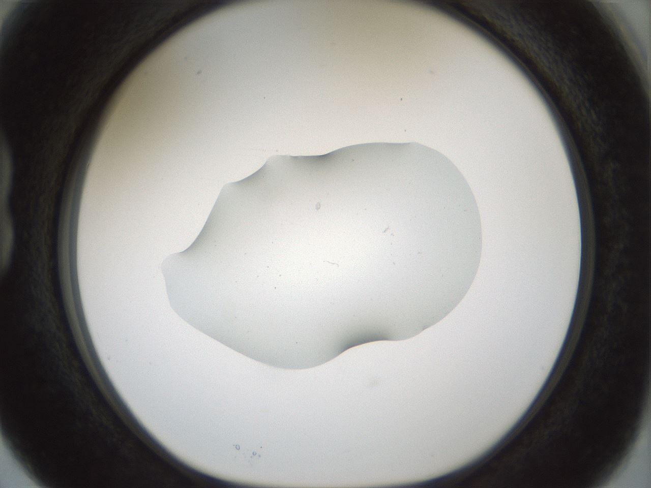 folderID510_plateID1510_batchID5851_wellNum15_profileID1_d1_r95647_ef.jpg