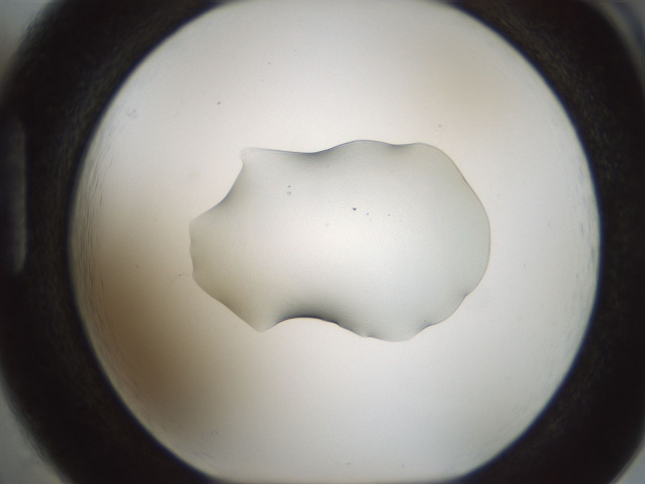 folderID510_plateID1510_batchID5851_wellNum85_profileID1_d1_r95717_ef.jpg