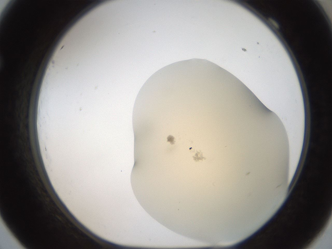 folderID51_plateID2051_batchID9021_wellNum69_profileID1_d1_r138367_ef.jpg