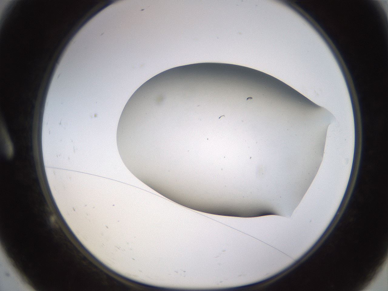 folderID518_plateID1518_batchID5983_wellNum9_profileID1_d1_r97273_ef.jpg
