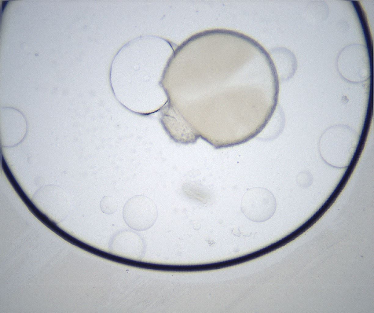 folderID515_plateID2515_batchID12484_wellNum64_profileID1_d1_r191066_ef.jpg