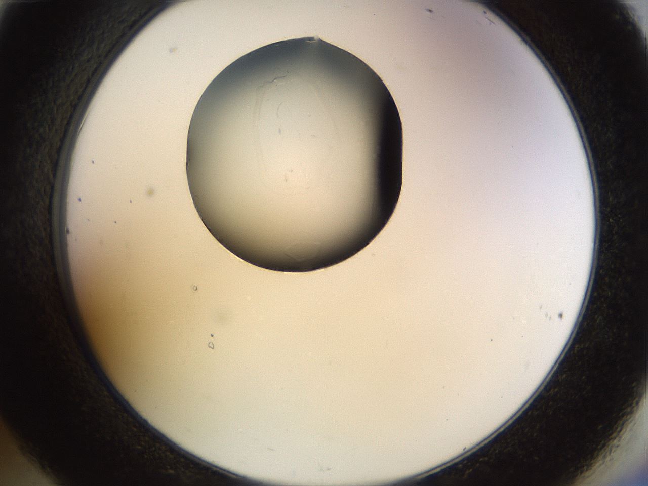 folderID515_plateID1515_batchID5948_wellNum36_profileID1_d2_r96472_ef.jpg