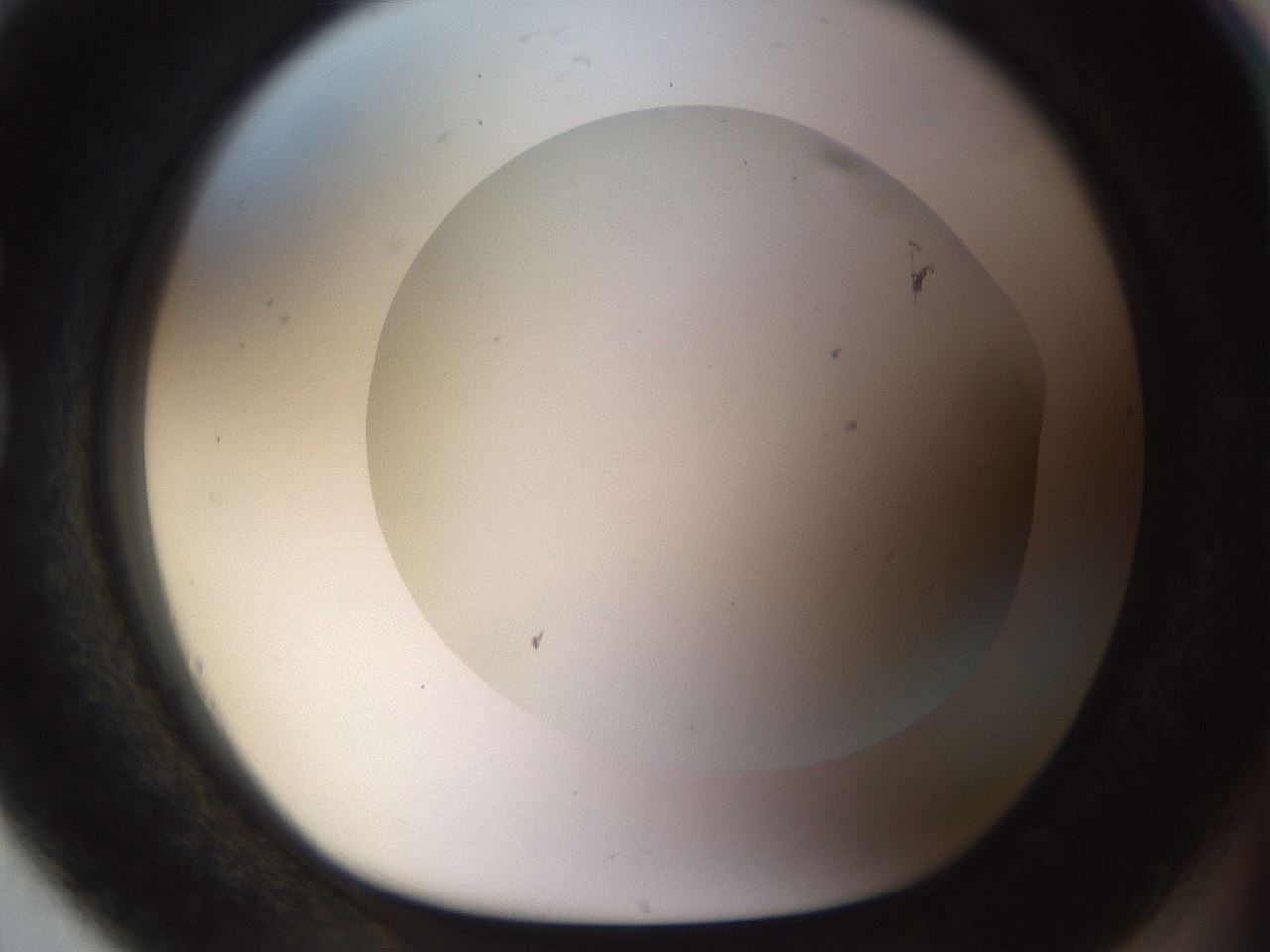 folderID515_plateID1515_batchID5948_wellNum80_profileID1_d1_r96559_ef.jpg