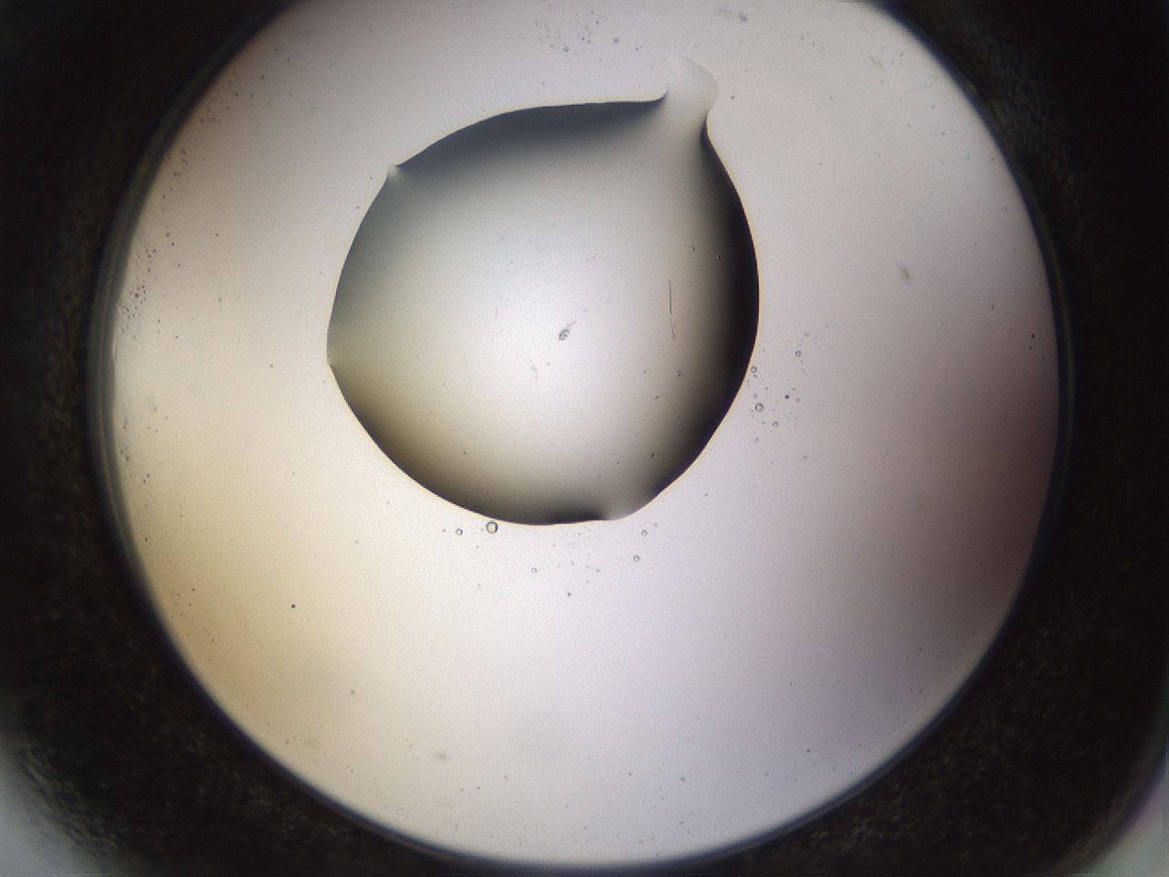 folderID515_plateID1515_batchID5948_wellNum81_profileID1_d2_r96562_ef.jpg