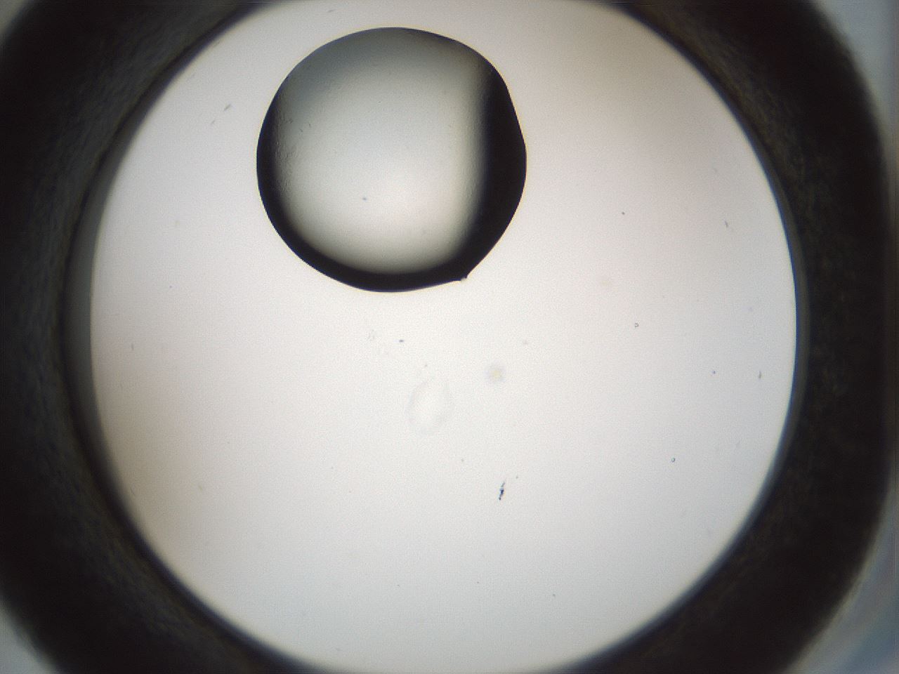 folderID514_plateID1514_batchID5915_wellNum45_profileID1_d2_r96682_ef.jpg